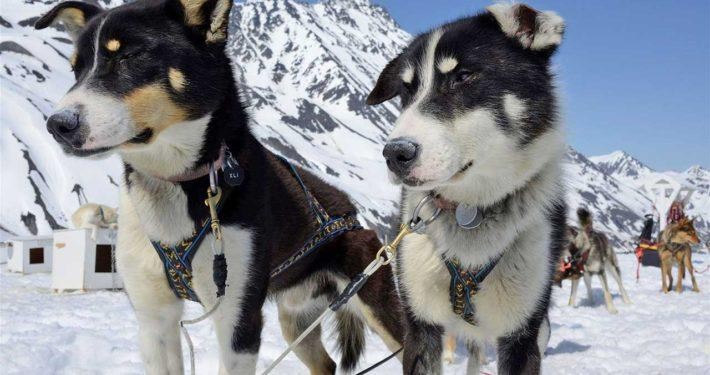 Helicopter and Glacier Dogsled Tour (Plus Lower Glacier Landing) - Photo 2